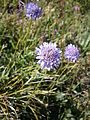 Scabiosa lucida