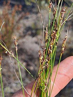 Flowering heads