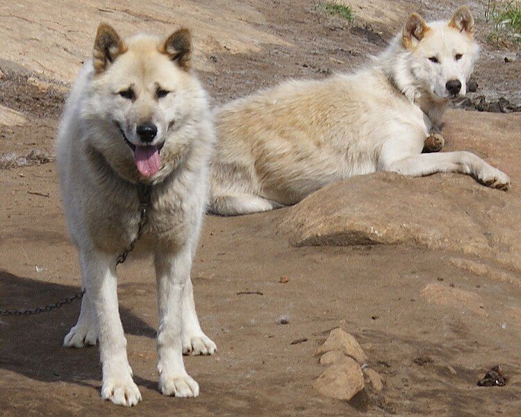 File:Sled-dogs-chain-sisimiut.jpg