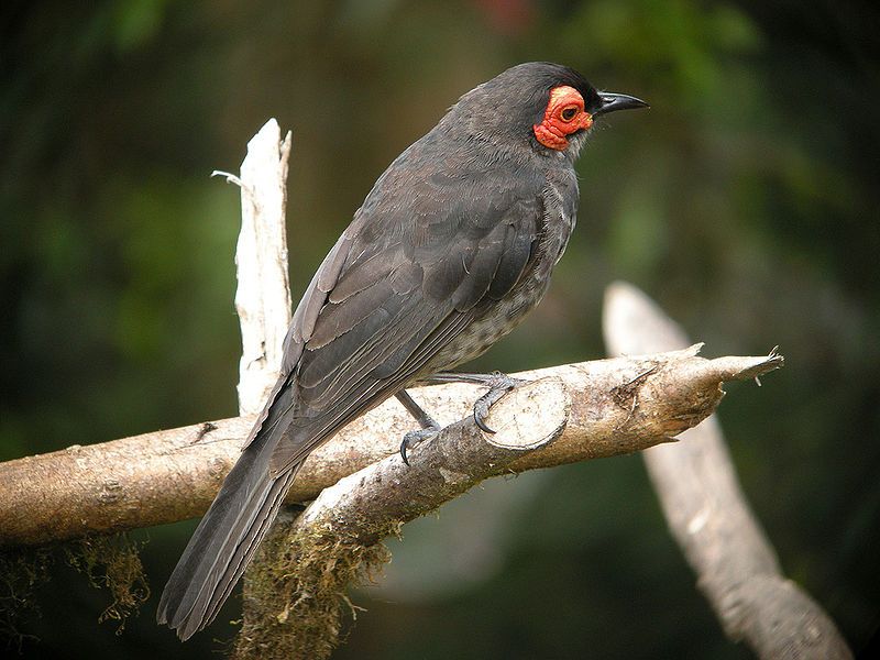 File:Smoky Honeyeater.jpg