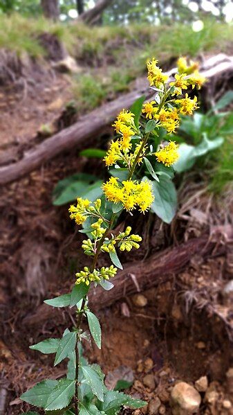 File:Solidago sciaphila 2252137.jpg