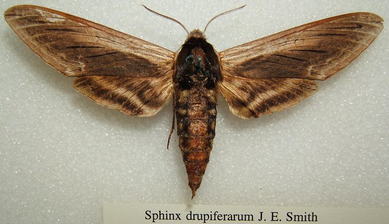 File:Sphinx drupiferarum sjh.JPG