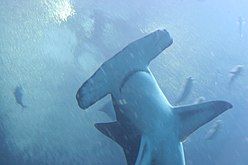 The great hammerhead detects the electrical signatures of stingrays buried in the sand and pins them with its "hammer".[6]