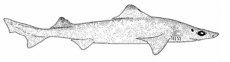 File:Squalus uyato.JPG