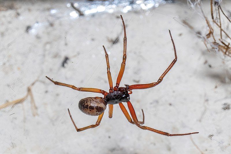 File:Steatoda nobilis France.jpg