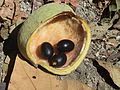 'Sterculia apetala' ("Panama Tree"), fruit capsule, (Costa Rica, peninsula Nicoya, Cabo-Blanco