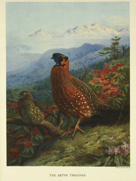 File:Stragopan.jpg