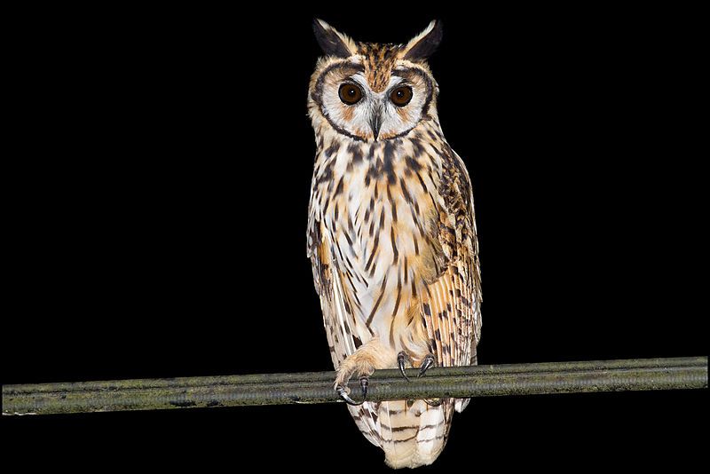 File:Striped Owl.jpg