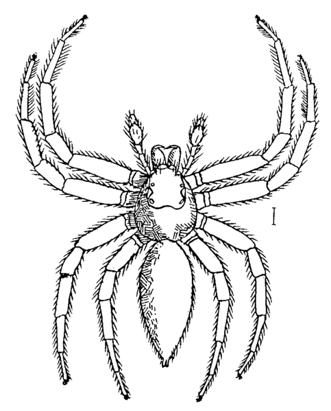 File:Telamonia.hasselti.male.png