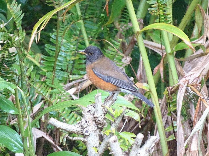 File:Turdus celaenops 60369535.jpg