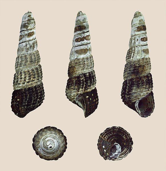 File:Tylomelania patriarchalis 01.JPG