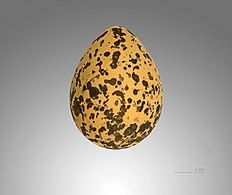 Egg - MHNT