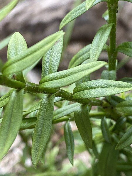 File:Veronica continua foliage.jpg