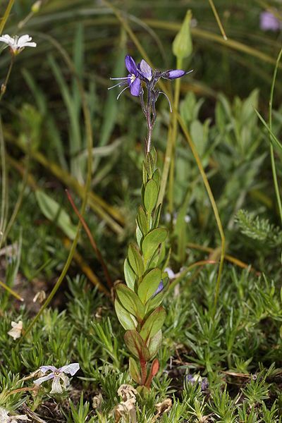 File:Veronica cusickii 1250.JPG