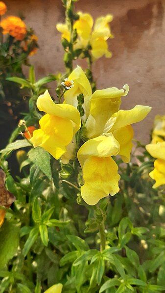 File:Yellow-Snapdragon-Flower(Antirrhinum majus) 07.jpg