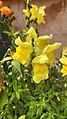 Yellow snapdragon flower