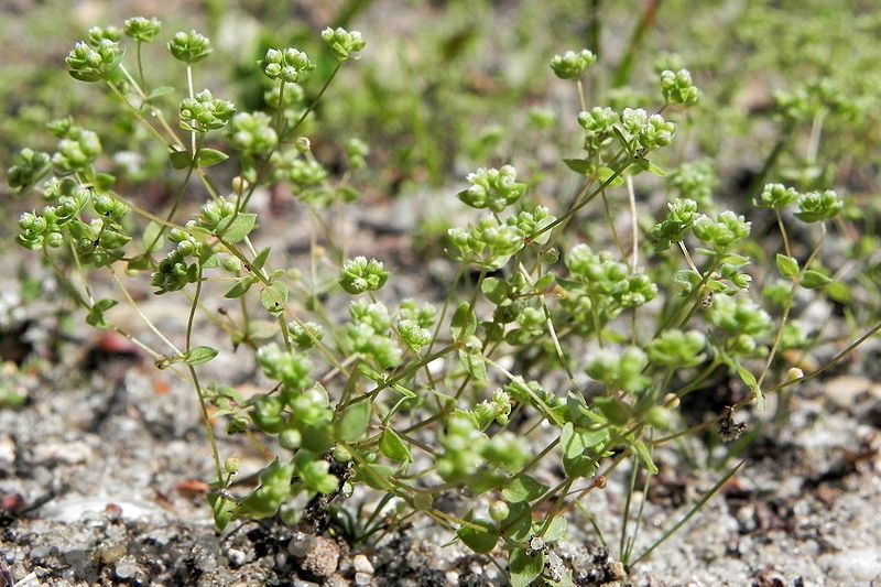 File:Zwerglein(Radiola linoides).jpg