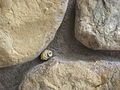 An insect nest wedged in between two stones.