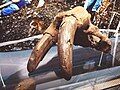 A walrus skull