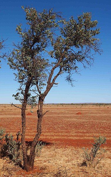 File:Acacia inaequilatera tree.jpg