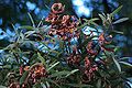 Acacia melanoxylon foliage and seeds with elaiosomes