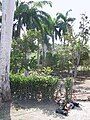 Acanthocereus tetragonus laid out as a hedge, rural area, Cuba