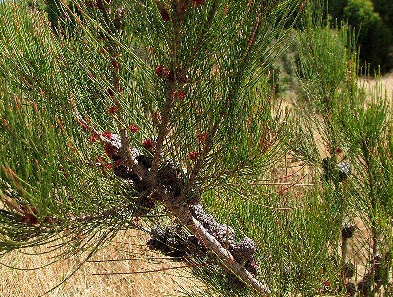 File:Allocasuarina paludosa 4613.jpg