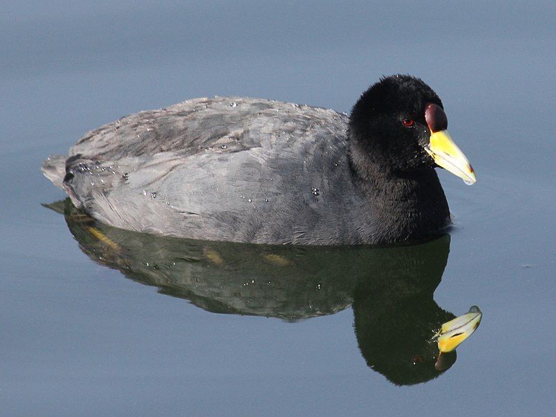 File:Andean Coot RWD3.jpg