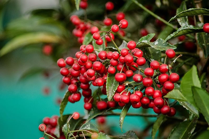 File:Ardisia crenata plant.jpg