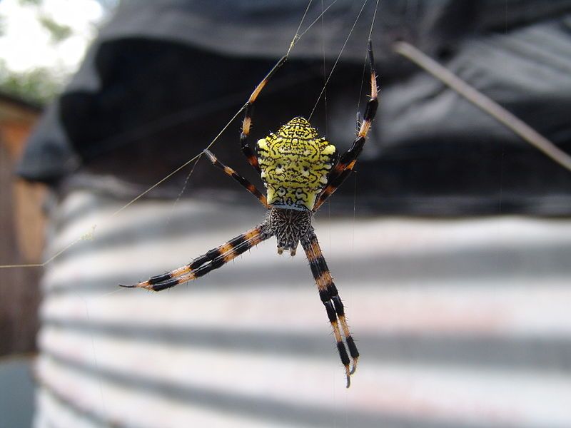 File:Argiope appensa.jpg