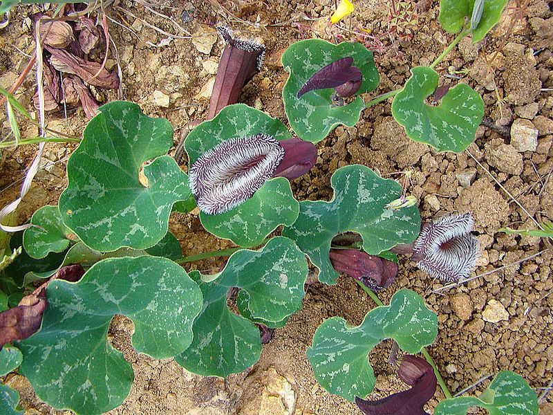 File:Aristolochia chilensis (8640786996).jpg