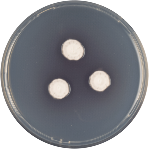 File:Aspergillus ferenczii cya.png