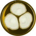 Aspergillus longivesica growing on MEAOX plate