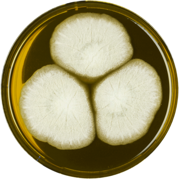 File:Aspergillus longivesica meaox.png