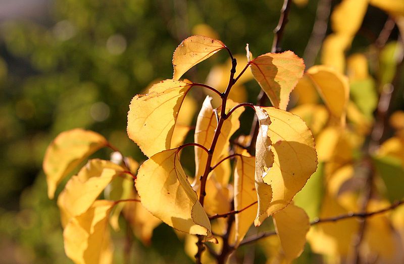 File:Autumn leaves.jpg