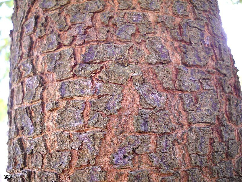 File:Bark (5059231711).jpg