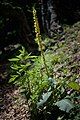 Black mullein