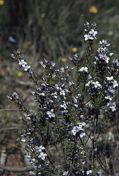 File:Boronia ramosa.jpg