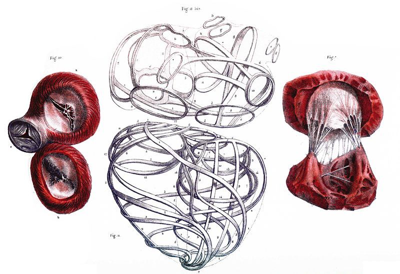 File:Bourgery Angiologie.jpg