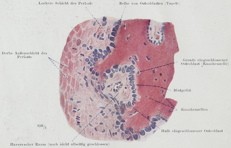 File:Braus 1921 20.png