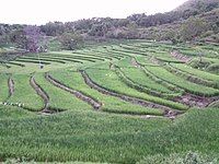 Rice Terraces Guinacot