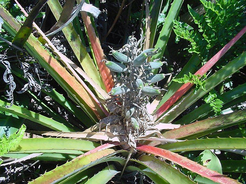 File:Bromelia antiacantha 1.jpg