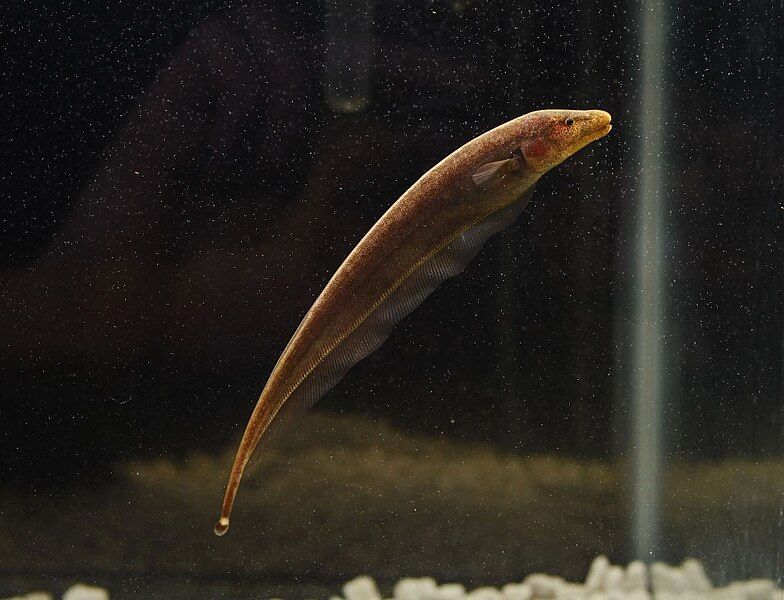 File:Brownghostknifefish.jpg