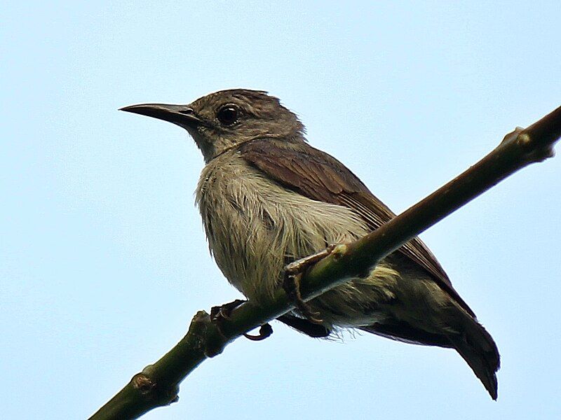 File:Burung-madu Kelapa.JPG