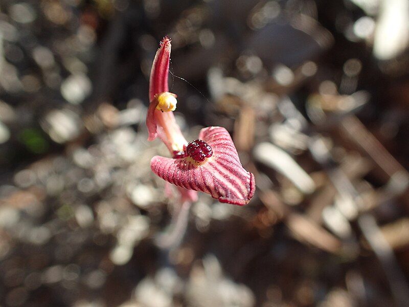 File:Caladenia pachychila (2).jpg