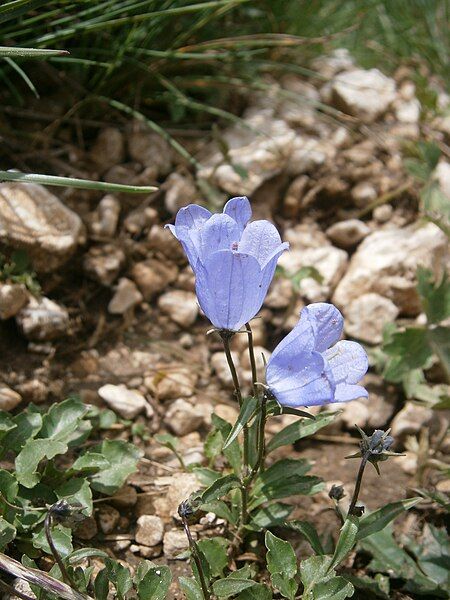 File:Campanula cochleariifolia RHu.jpg