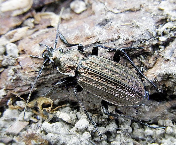 File:Carabus granulatus up.jpg