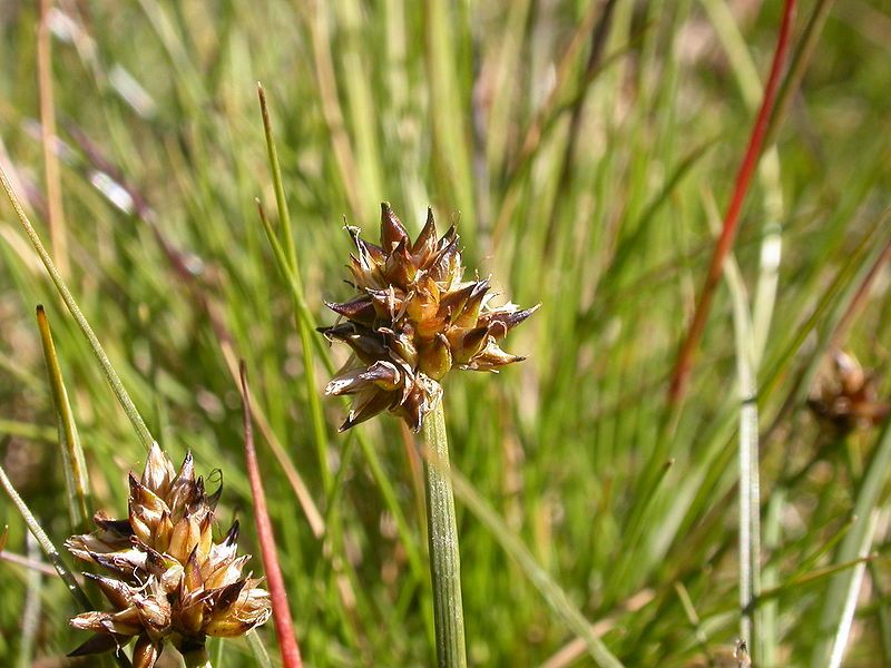 File:Carex maritima.JPG