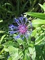 Centaurea montana close-up