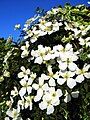 Clematis Montana flowers